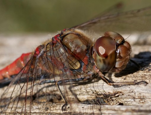 Mes petites bêtes-21