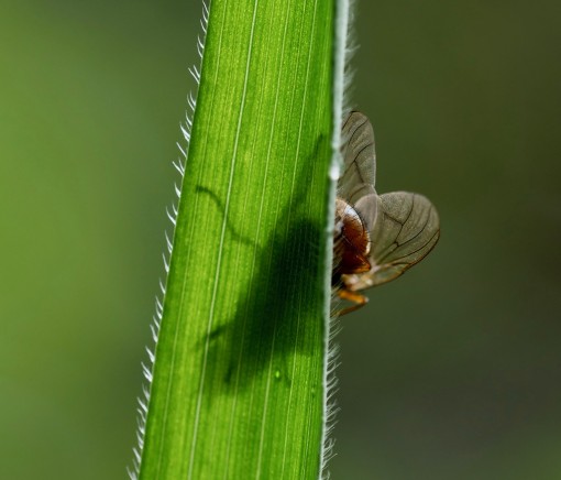 Mes petites bêtes-22
