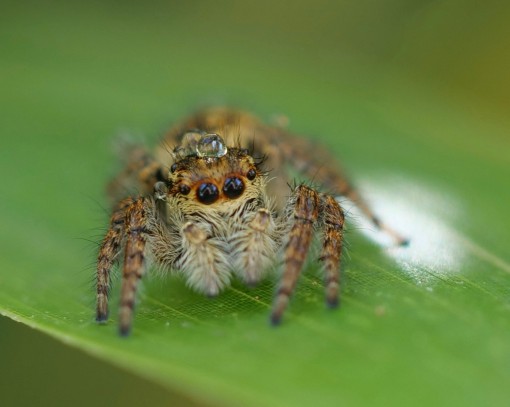 Mes petites bêtes-23