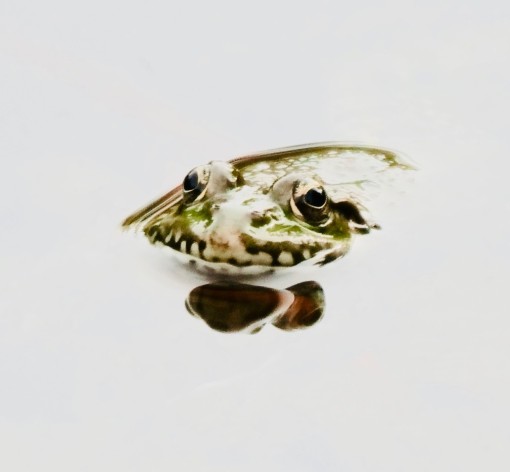 Mes petites bêtes-26