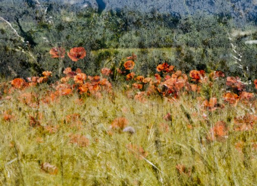 gentil coquelicot.......-1