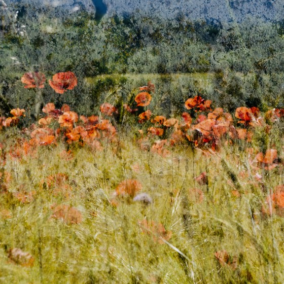 gentil coquelicot.......