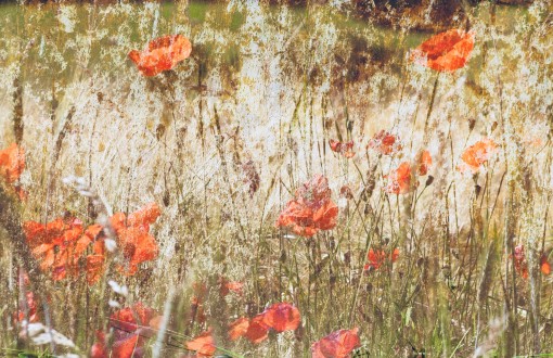 gentil coquelicot.......-2