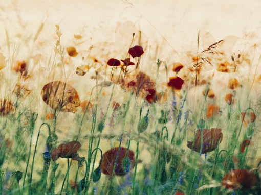 gentil coquelicot.......-3