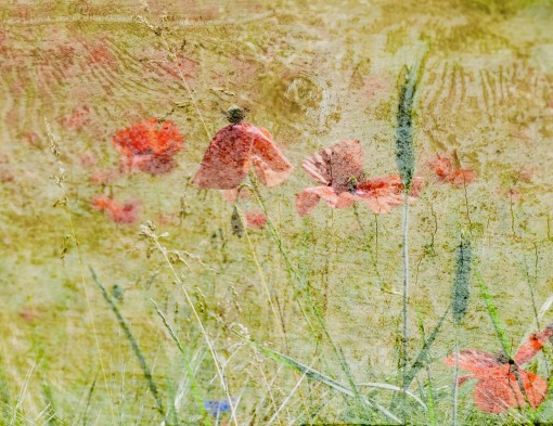 gentil coquelicot.......-4
