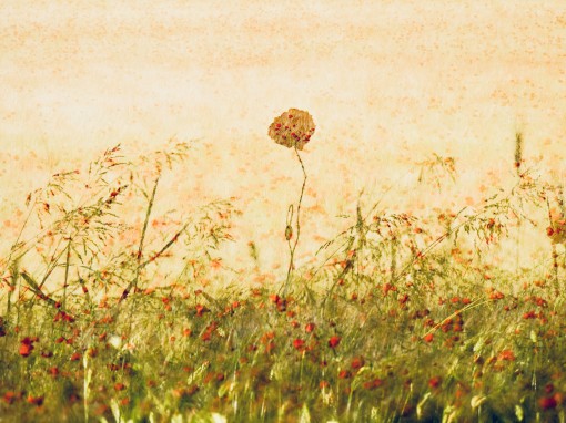 gentil coquelicot.......-5