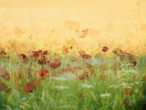 gentil coquelicot.......-6