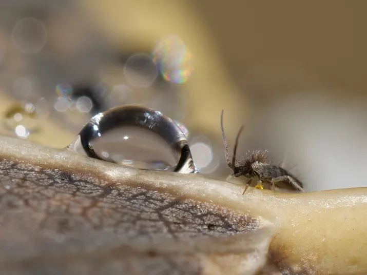 photo de joelle merlin